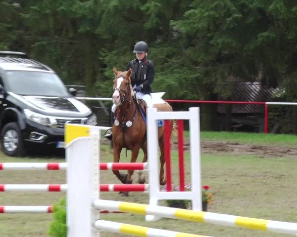 Reitturnier Boock 2019