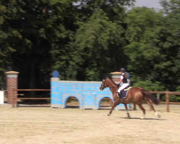 Reitturnier Wietmarschen 2019