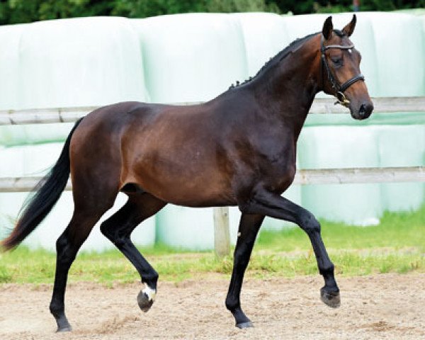 Pferd Cat Empire (Trakehner, 2014, von Avatar)