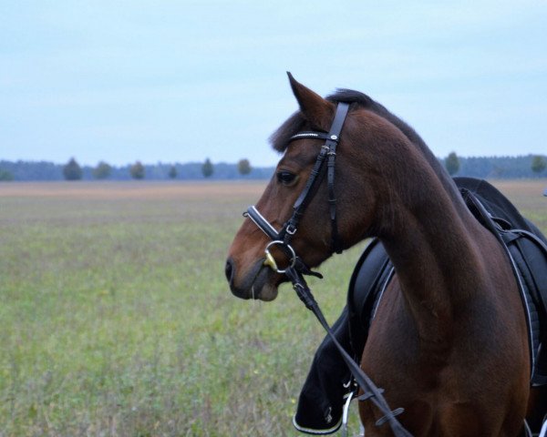 Pferd Djuk (Deutsches Reitpony, 2004, von Depardieu)