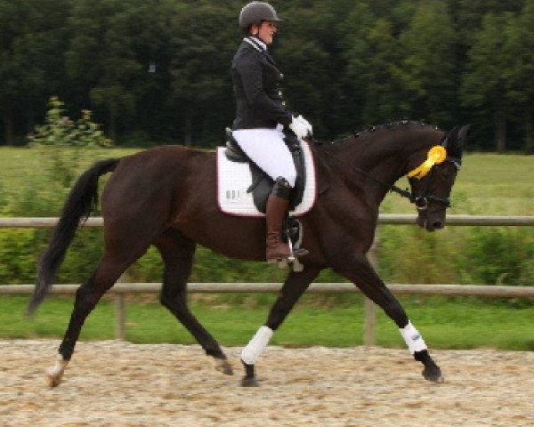 Dressurpferd Dreamlight 6 (Trakehner, 2011, von Amadelio)