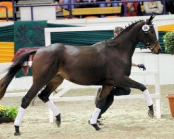 horse Tabea 35 (Trakehner, 2011, from Interconti)