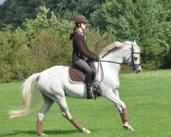 broodmare Tara AA (Anglo-Arabs, 1999, from Ohara AA)