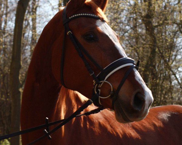 broodmare Shirley Temple 3 (Hanoverian, 2010, from Scolari)