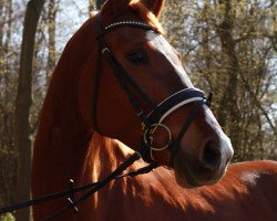 broodmare Shirley Temple 3 (Hanoverian, 2010, from Scolari)