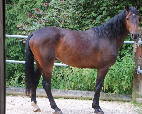 horse Candy von Worrenberg (Swiss Warmblood, 2013, from Canstakko)