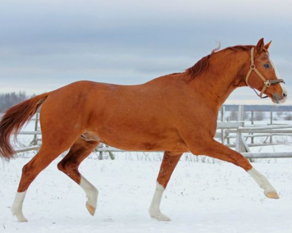 Deckhengst Zaubertanz DS (Trakehner, 1993, von Kostolany)