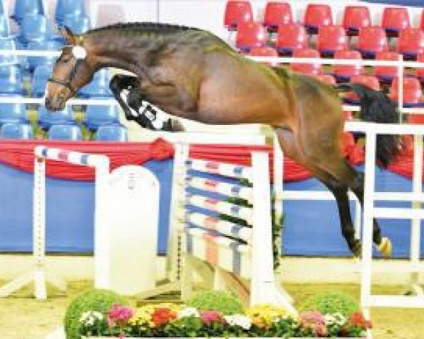 jumper Quaprice B (Oldenburg show jumper, 2014, from Quaprice Z)