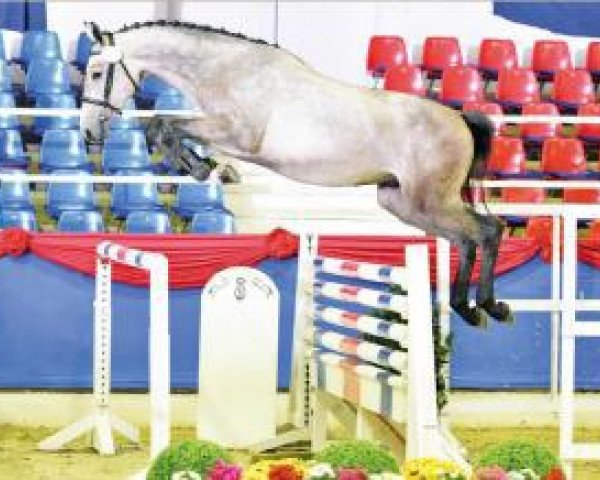 jumper Myway (Oldenburg show jumper, 2014, from Mylord Carthago) jumper Myway (Oldenburg show jumper, 2014, from Mylord Carthago)