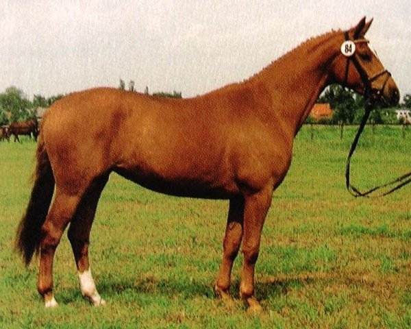 broodmare Donaumaerchen vom Klosterhof (Trakehner, 1990, from Caprimond) broodmare Donaumaerchen vom Klosterhof (Trakehner, 1990, from Caprimond)