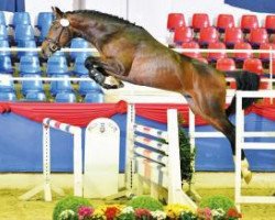 Springpferd Cortinox (Oldenburger Springpferd, 2014, von Cornettino Ask)