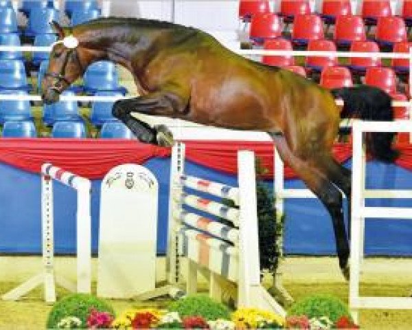 jumper Cornet'Star des Arsys (Oldenburg, 2014, from Cornet's Prinz)