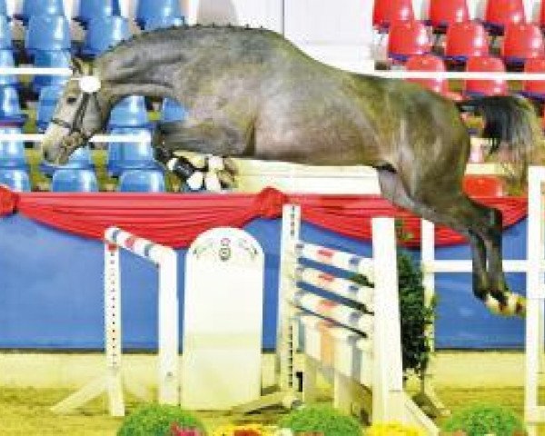 Pferd Clarimo de Semilly (Oldenburger Springpferd, 2014, von Clarimo Ask) Pferd Clarimo de Semilly (Oldenburger Springpferd, 2014, von Clarimo Ask)