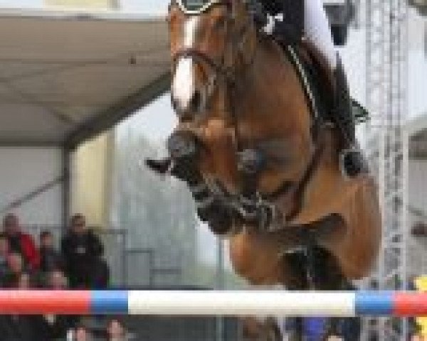 jumper Zacramento (Swedish Warmblood, 2005, from VDL Cardento 933)