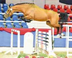 horse Hengst von Chaman/Contender (Holsteiner, 2014, from Chaman)