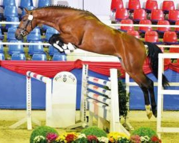 stallion Congstar (Oldenburg show jumper, 2014, from Chaccos' Son)