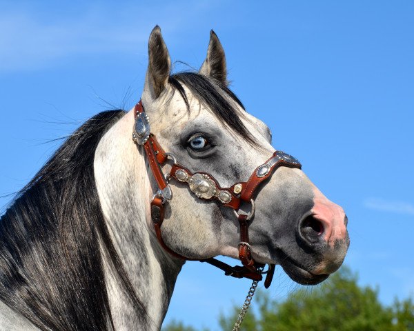 stallion DT Doc o Rooster (Quarter Horse, 2006, from Flip N Rooster)