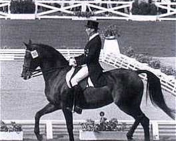 horse Venetia (Holsteiner, 1961, from Anblick xx)
