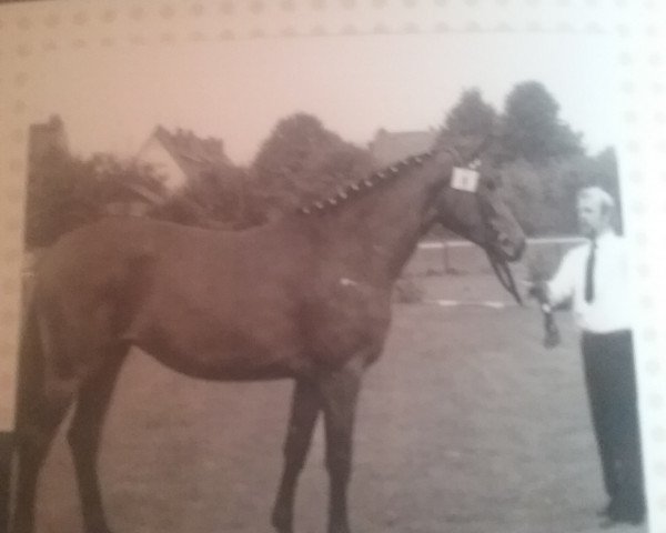 broodmare Busseta (Hanoverian, 1972, from Busoni xx)