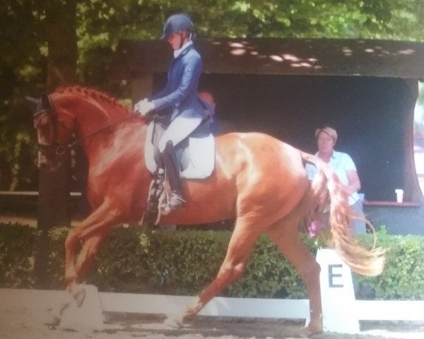 broodmare Soraya 251 (Hanoverian, 2010, from Soliman)