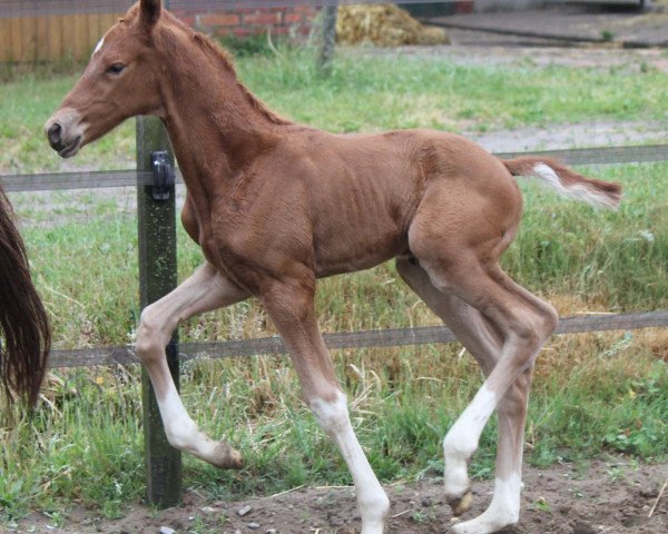 dressage horse Ampari K (Oldenburg, 2016, from All At Once)