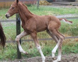 dressage horse Ampari K (Oldenburg, 2016, from All At Once)
