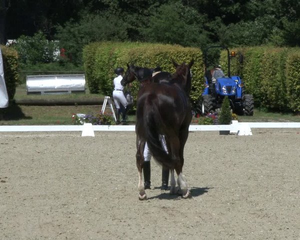 Reitturnier Münster-Handorf 2019