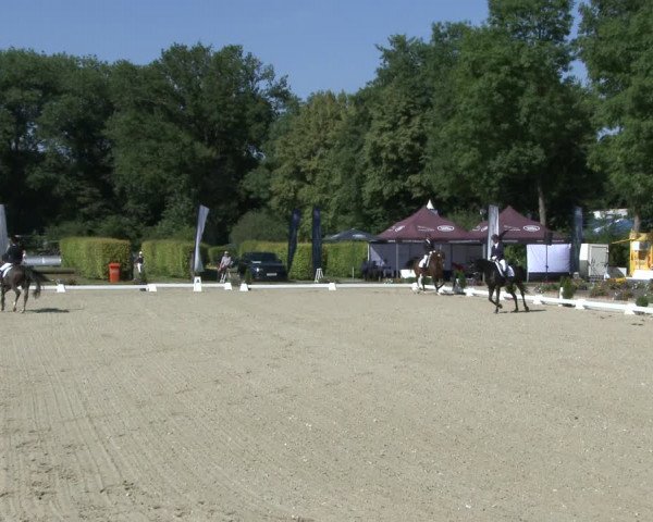 Reitturnier Münster-Handorf 2019