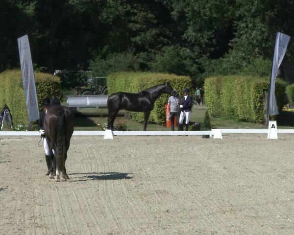 Reitturnier Münster-Handorf 2019