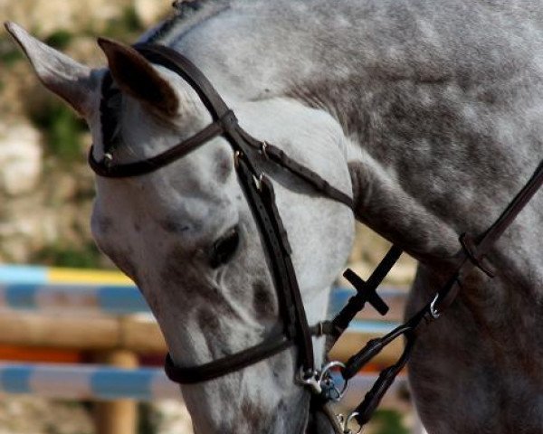 Springpferd Ocean D'Aubiac (Selle Français, 2002, von Duc du Murier) Springpferd Ocean D'Aubiac (Selle Français, 2002, von Duc du Murier)