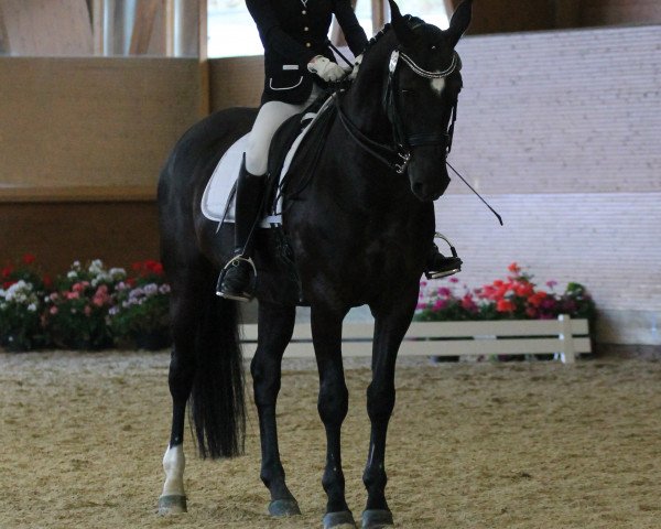 dressage horse Espe 38 (Hanoverian, 2003, from Espri)