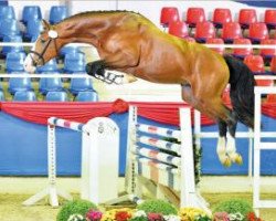 jumper Catenaccio (Oldenburg show jumper, 2013, from Cascadello)