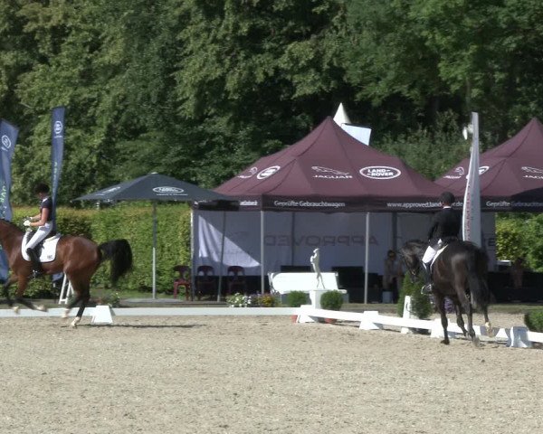 Reitturnier Münster-Handorf 2019