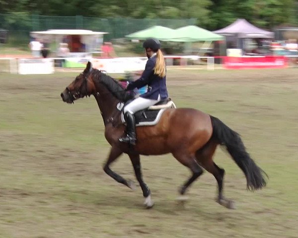 Reitturnier Boock 2019
