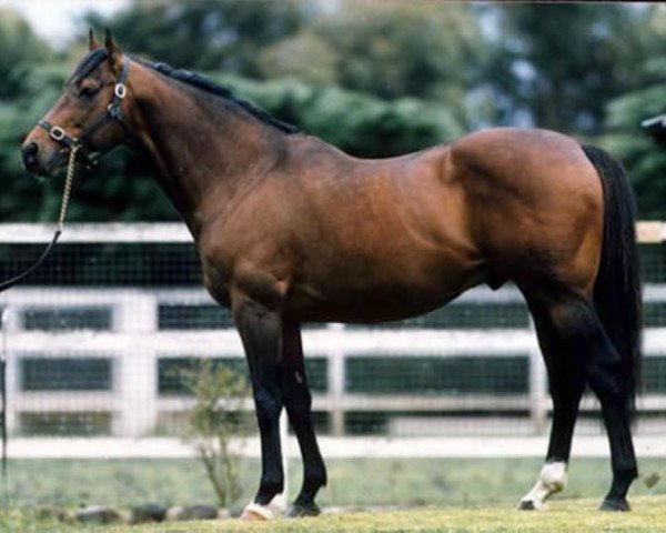 Deckhengst Western Symphony xx (Englisches Vollblut, 1981, von Nijinsky xx) Deckhengst Western Symphony xx (Englisches Vollblut, 1981, von Nijinsky xx)