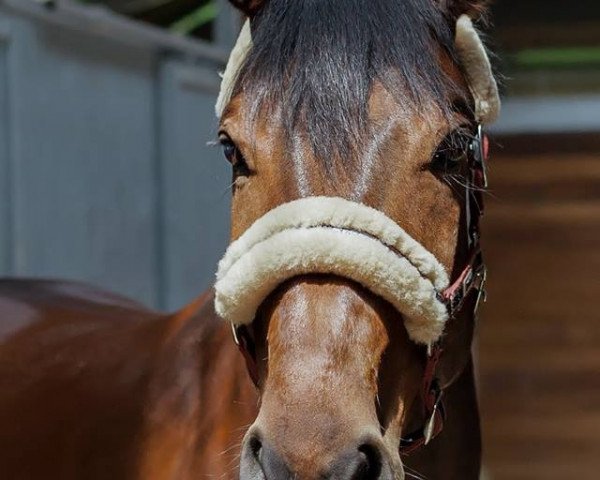 Pferd Luk's Lillebror (Hannoveraner, 2008, von Lordanos)
