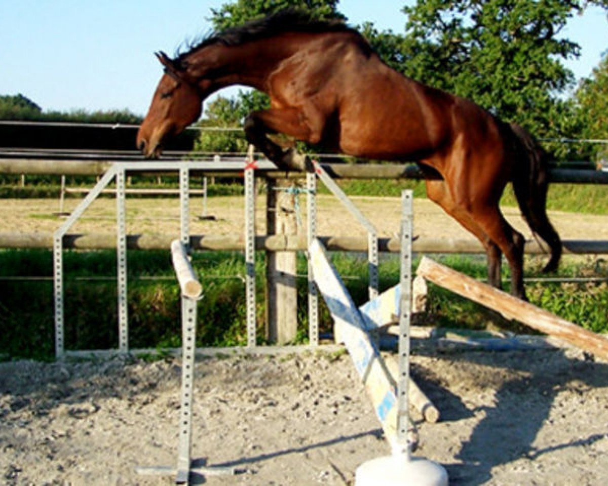 Fattrice Tamara (KWPN (Warmblood olandese), 2000, di Burggraaf)