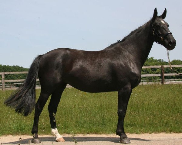 Zuchtstute Allegria van Schuttershof (Belgium Sporthorse, 2006, von Nabab de Rêve)