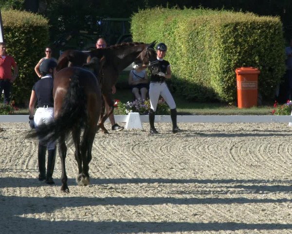 Reitturnier Münster-Handorf 2019
