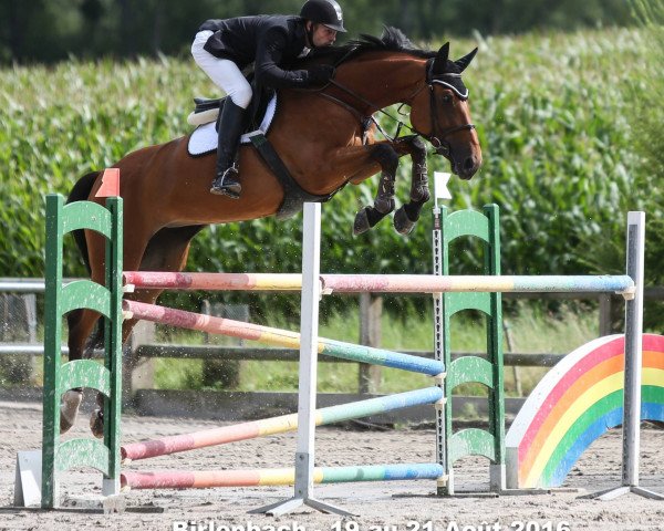 Springpferd Ubrune de Burgo (Selle Français, 2008, von Kerrie de l'Illon)
