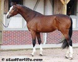 horse Feroce de Hus Z (Zangersheide riding horse, 2010, from Ferron)