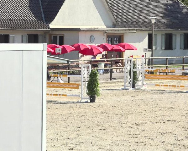 Reitturnier Bättwil 2019