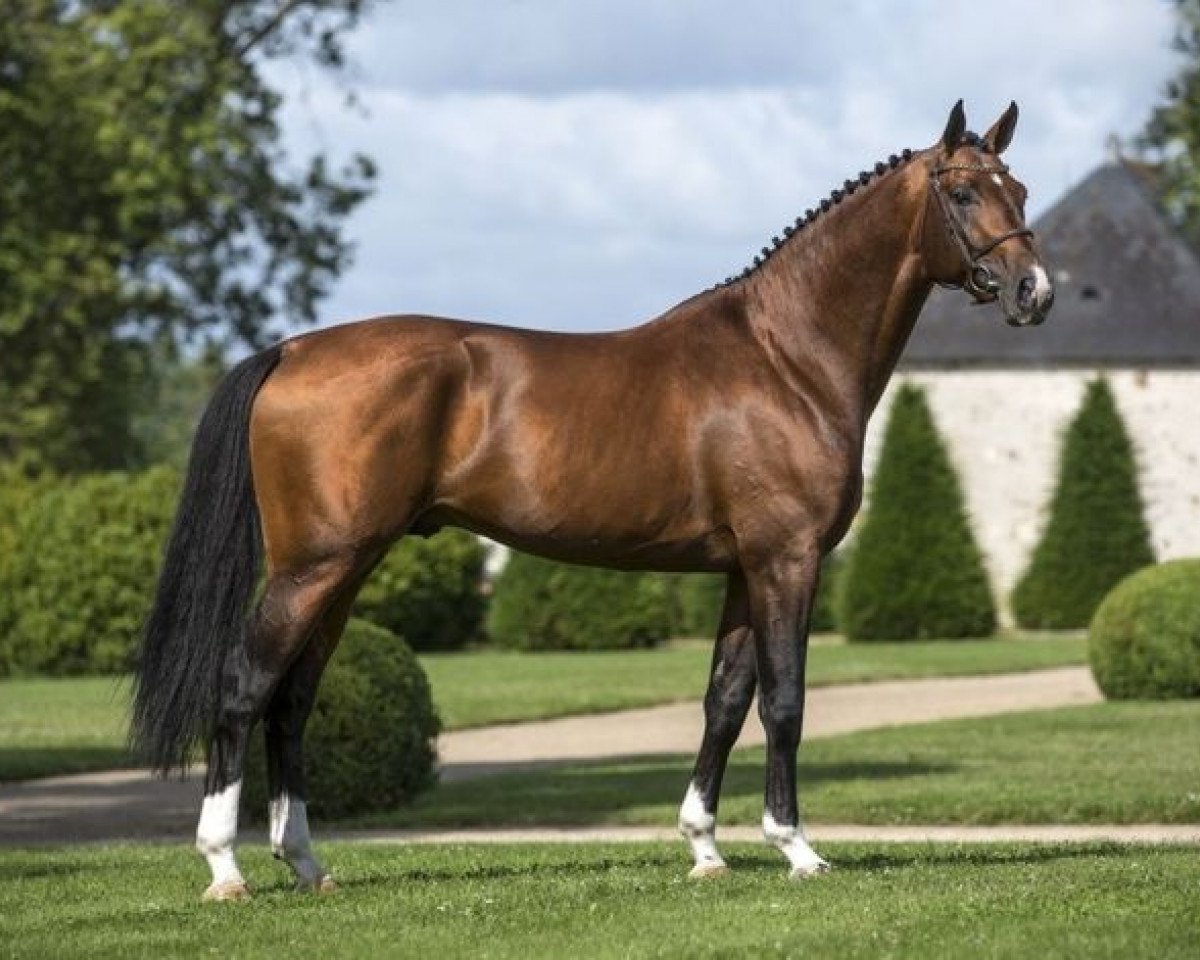 stallion Tsunami de Hus (Selle Français, 2007, from L'Arc de Triomphe)