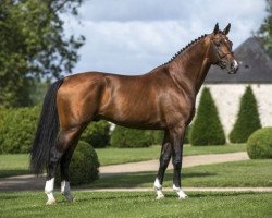 stallion Tsunami de Hus (Selle Français, 2007, from L'Arc de Triomphe)