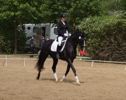 dressage horse Laurin Vom Neumühler Hof (German Sport Horse, 2008, from Lord Fantastic)