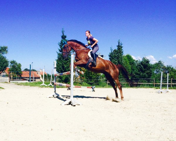 horse Samarant's Fierté de la Lune M (Oldenburg, 2006, from Samarant)