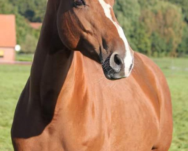 Zuchtstute Lara La Diva (Hannoveraner, 2007, von Locksley II)