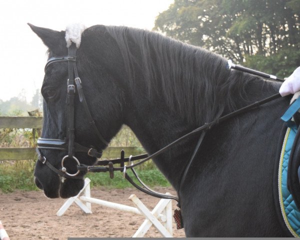 Dressurpferd Scaletto 2 (Deutsches Reitpony, 1992, von Seiron)