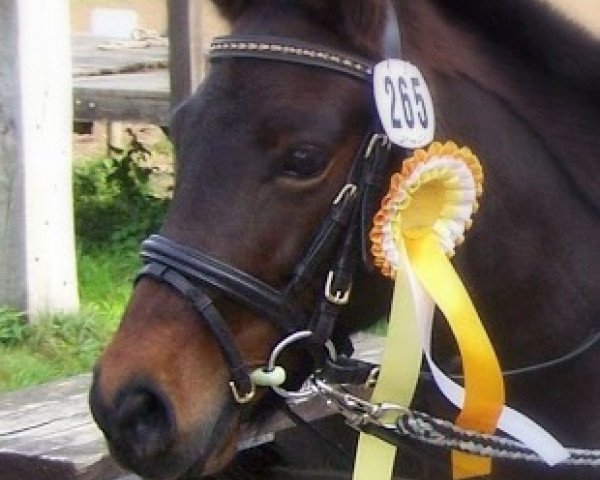Dressurpferd Laura 455 (Deutsches Classic Pony, 2008, von Unbekannt Pony)