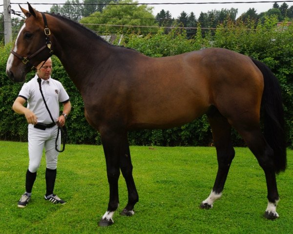jumper Daytona Du Toultia (Belgium Sporthorse, 2009, from Hh Copin van de Broy)